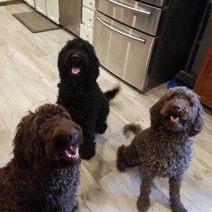 Meet your Posher, Diana